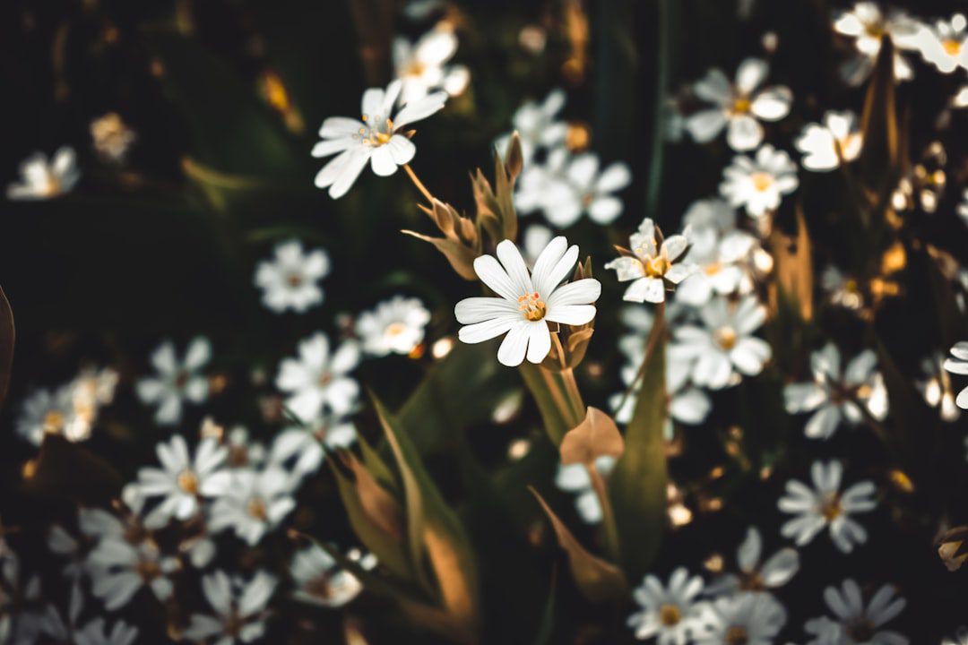 Quelles fleurs blanches pas chères pour le jardin ?