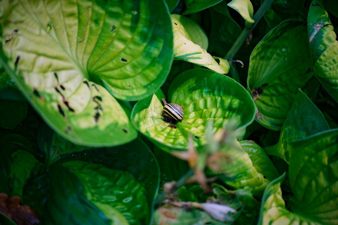 Quel prix pour traiter les cafards de jardin ?