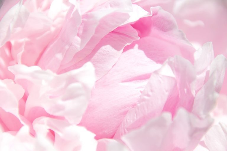 Quelles variétés de pivoines choisir pour son jardin ?