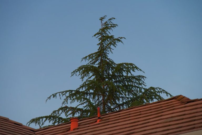 Comment nettoyer sa toiture avec une perche ?