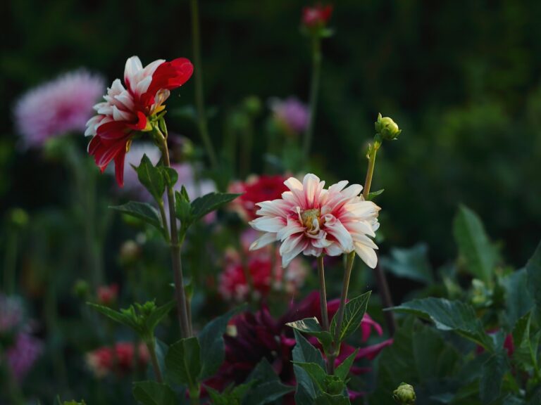 Comment planter des dahlias sans faire d'erreur ?