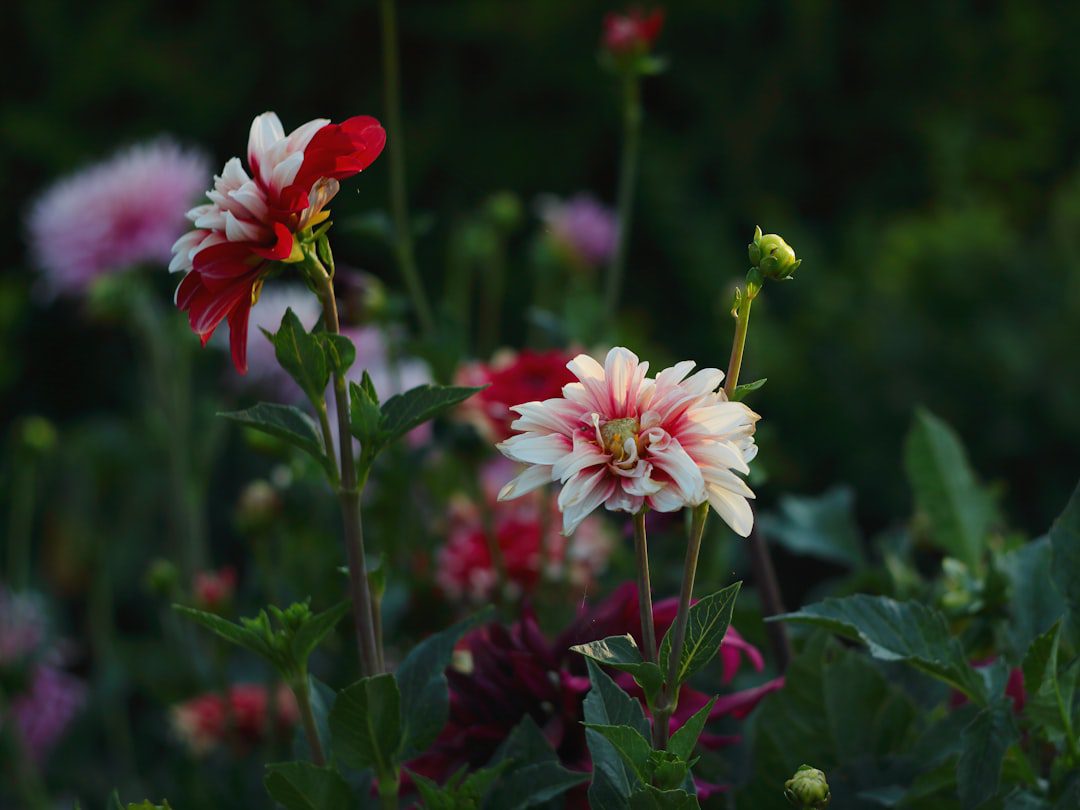Comment planter des dahlias sans faire d'erreur ?