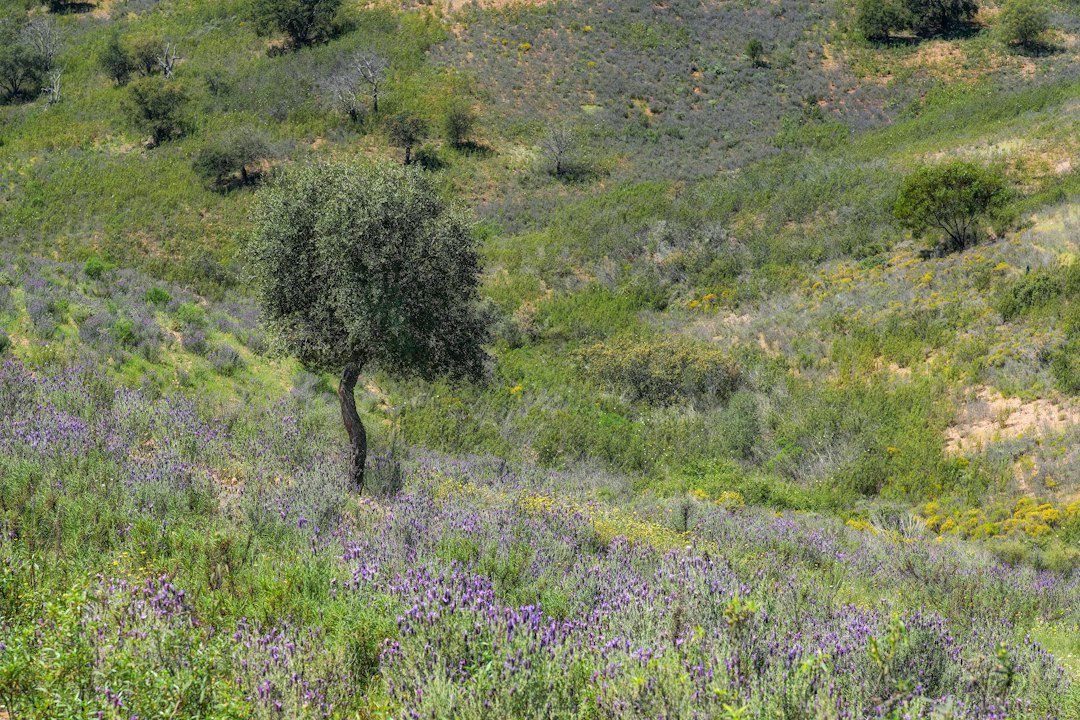 Les erreurs à éviter avec un jardin méditerranéen