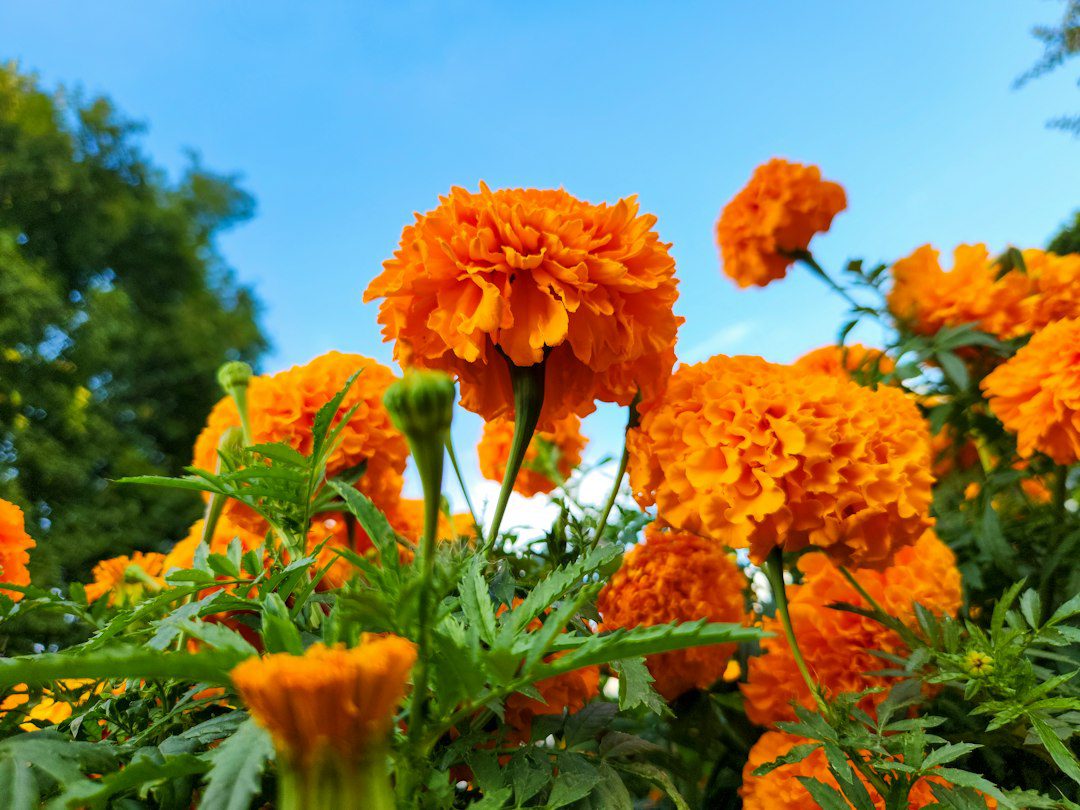Comment réussir vos plantations de fleurs orange ?