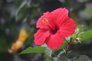 Comment cultiver l'hibiscus et le faire fleurir ?