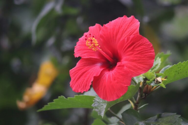 Comment cultiver l'hibiscus et le faire fleurir ?